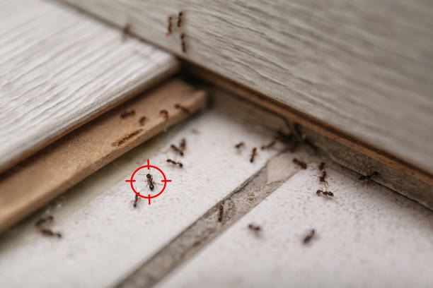 Best Wasp Removal Services  in Buffalo, SC